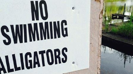 Alligator kills man during late-night swim story image