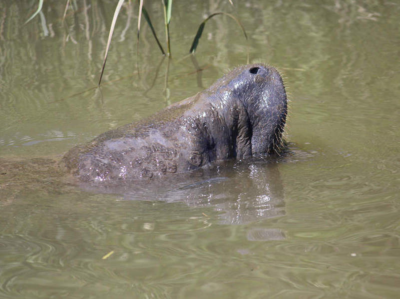 Manatee spotted in Chesapeake and Delaware Canal - Capital Gazette