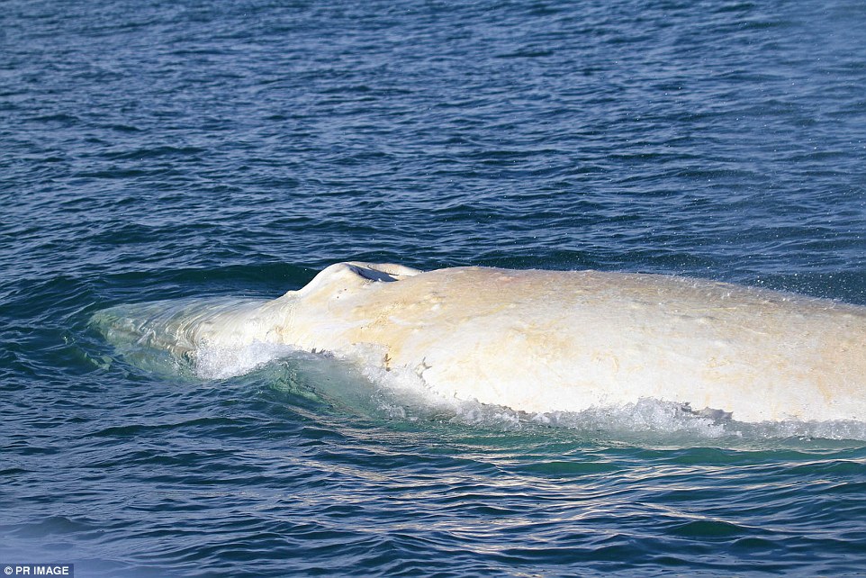 Migaloo is one of only four albino humpback whales spotted in the wild seen here flourishing in the Cook Strait