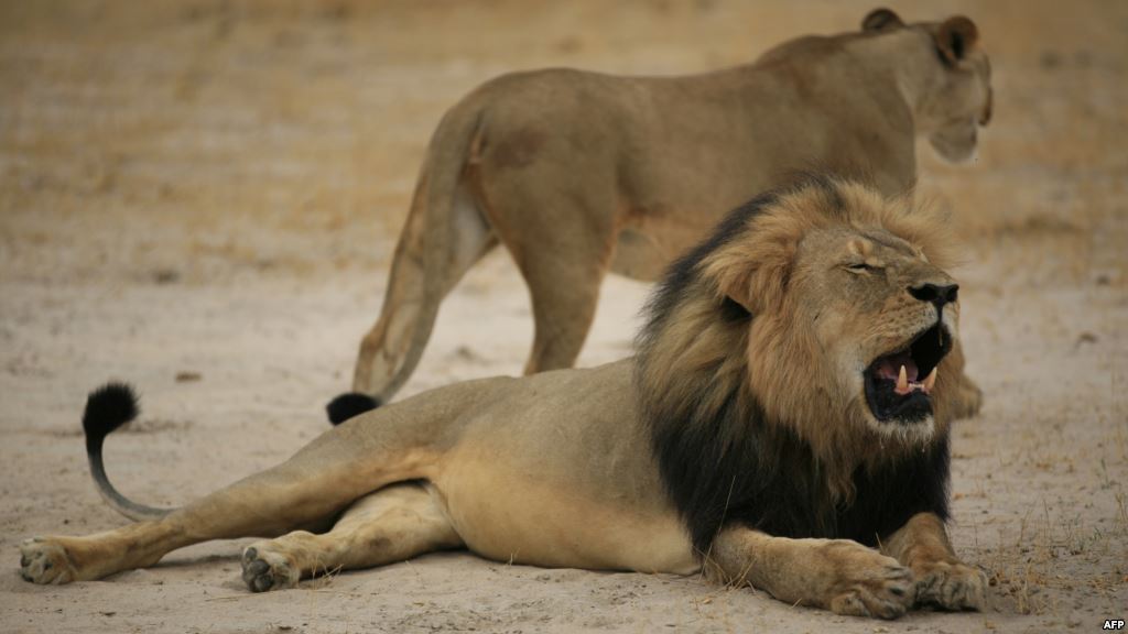 21 2012 by the Zimbabwe National Parks agency shows a much-loved Zimbabwean lion called