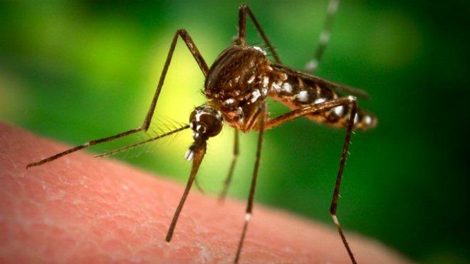 Mosquitoes have made West Nile Virus a mainstay in Ontario. Supplied