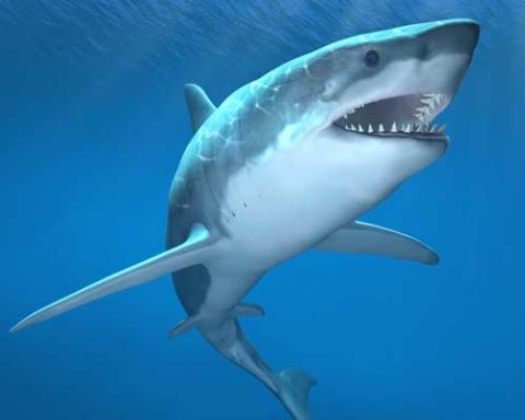 Shark attack rates slip 90% since 1950s researchers say