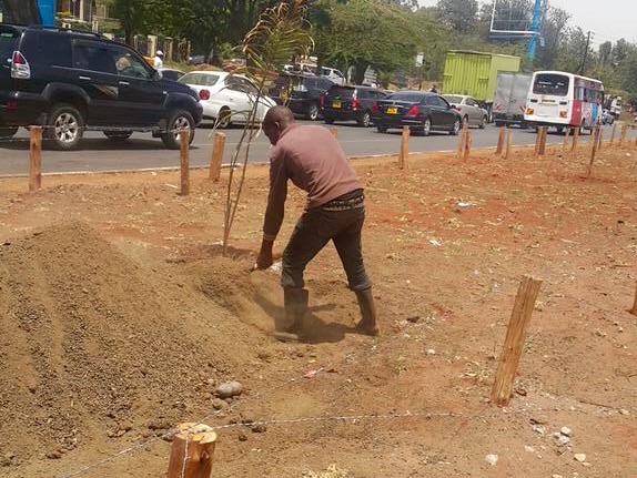 A man plant a tree along a section of Uhuru Highway one of the streets along which President Barack Obama is expected to travel