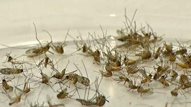 Another Mosquito Sample Tests Positive for West Nile Virus | LongIsland.com