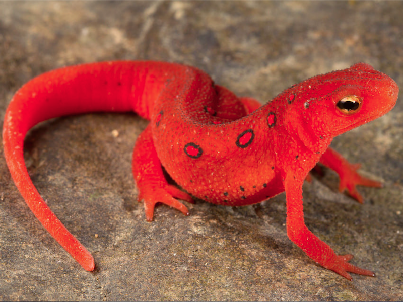 Eastern spotted newt