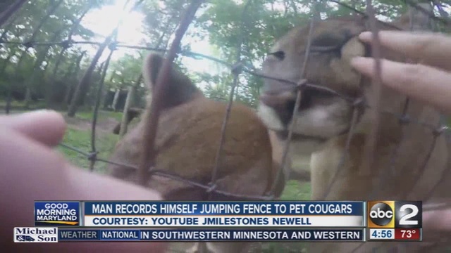 Ohio zoo officials say they are pressing charges against a man who jumped a fence to pet cougars then posted his video on YouTube.                      WMAR