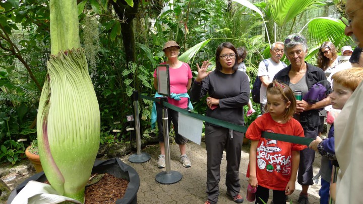 On Friday there were long lines of people waiting to see Trudy the corpse flower