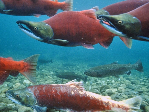 Only 18,000 sockeye are expected to return this year to spawning grounds in the rivers and streams in British Columbia's South Okanagan region