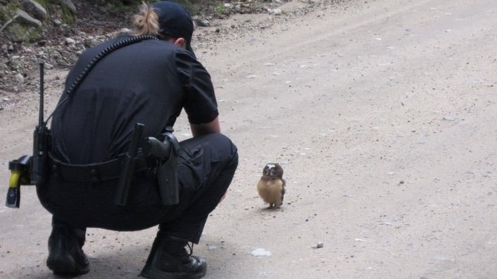 Viral Video Shows Baby Owl Facing Off With Colorado Sheriff's Deputy | KTLA