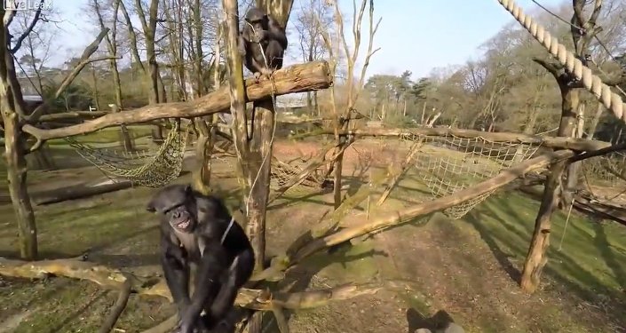 Drone Captured and Investigated By Chimps at Zoo