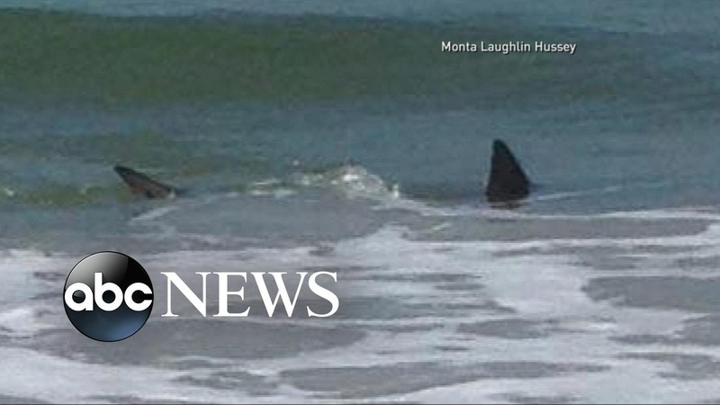 Report on shark attacks in North Carolina 2 attacks 90 minutes apart