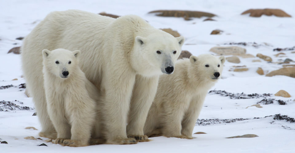 Polar Bears