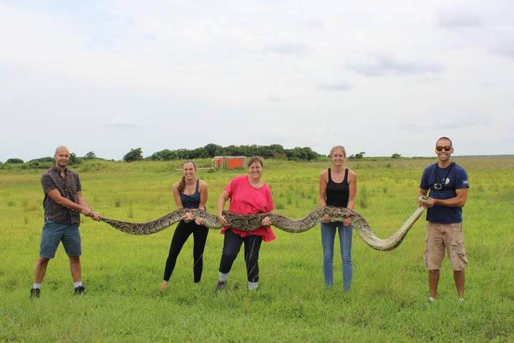 Python captured in Shark Valley on July 9th