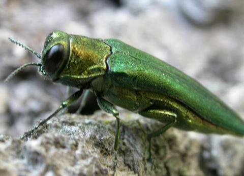 Traps being placed on Trees to catch Emerald Ash Borer