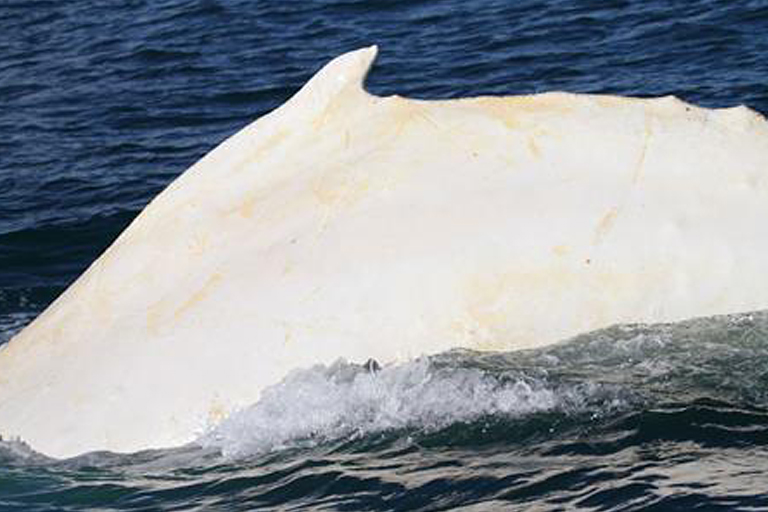 Rare white humpback whale spotted in Cook Strait - National - NZ Herald News