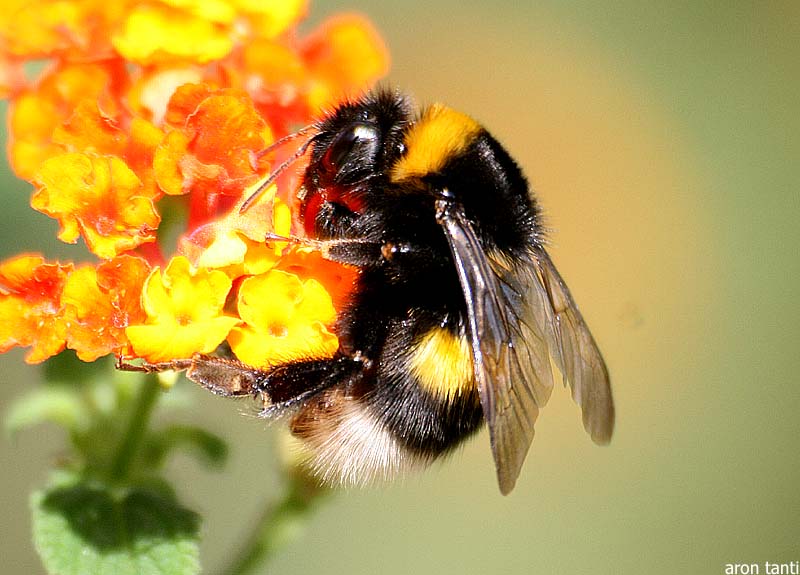 Global warming has trapped bumblebee species in a kind of climate vise