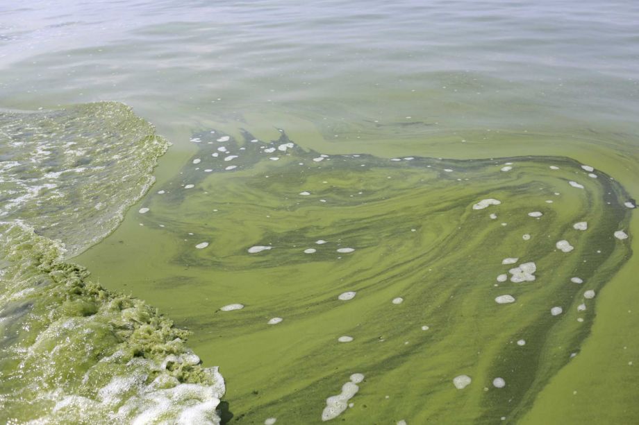 Vermont Drinking Water Systems Now Sampling for Blue-Green Algae Toxins