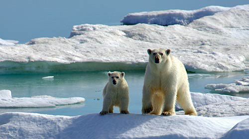 Climate Change: Polar Bears May be Most at Risk from Global Warming : Nature