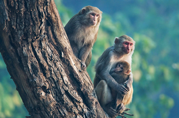 ENDGMX NEPAL Royal Bardia National Park Rhesus macaque monkey Macaca mulatta family group