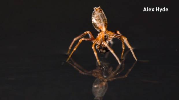 Airborne spiders can sail on seas : Nature News & Comment