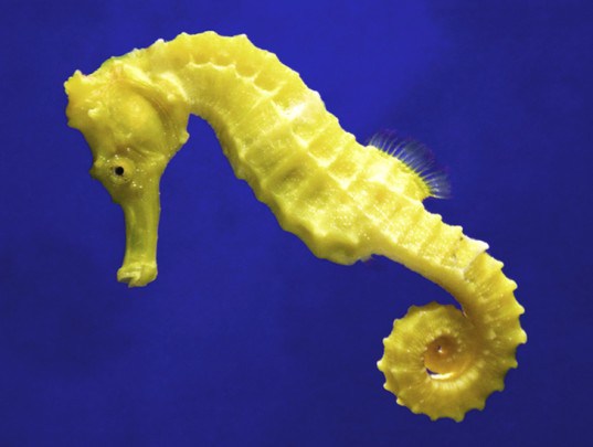 The Seahorse’s Tail Could Inspire Future Robots