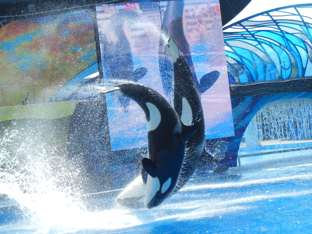 Shamu image via Wikimedia Commons