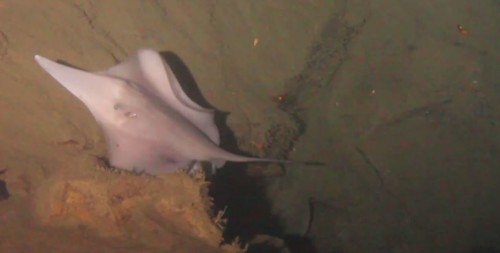 A sixgill stingray found swimming in the active volcano Kavachi in the Solomon Islands