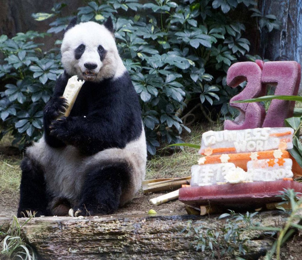 Happy 111th birthday Jia Jia  the oldest in captivity