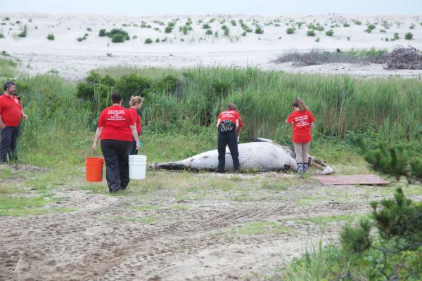 A team from The Riverhead Foundation for Marine