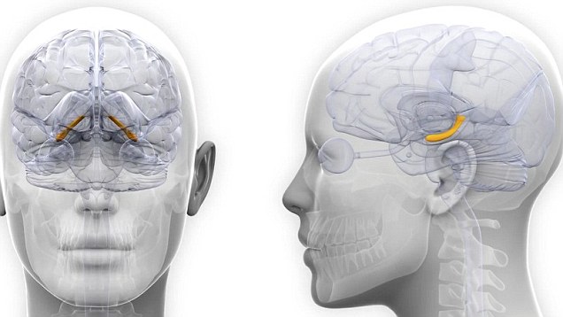 Spectacular discovery shows how memories are formed