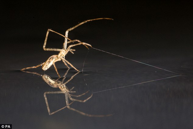 Spiders are able to journey across water using their legs as sails and silk as an anchor scientists have found