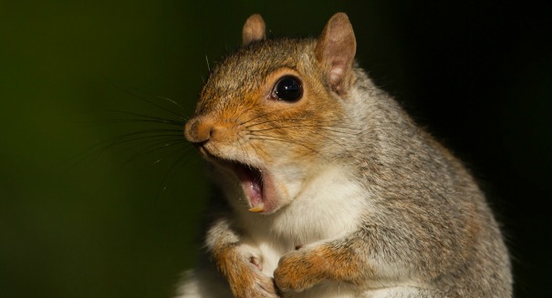 Squirrel virus kills three men in Germany