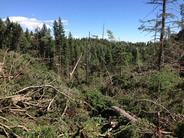 Storm damage at Devils Head campground                                                       Barb Timock,Public Affairs Officer PSICC