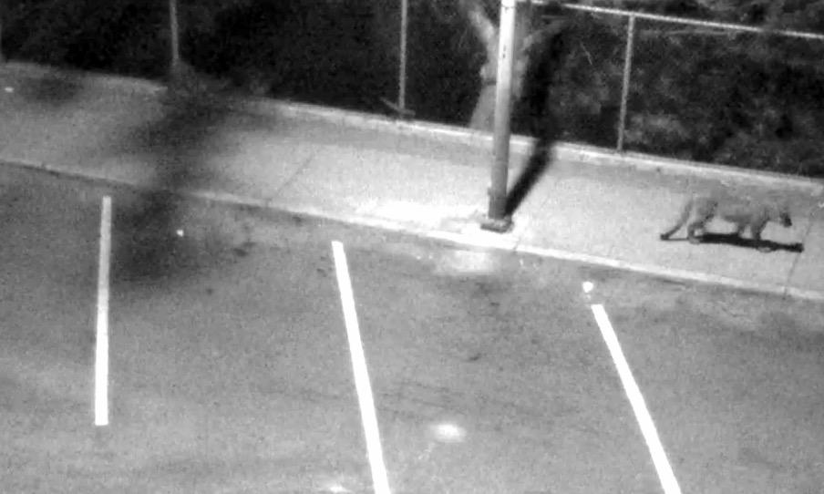 Surveillance video of one of the mountain lion sightings