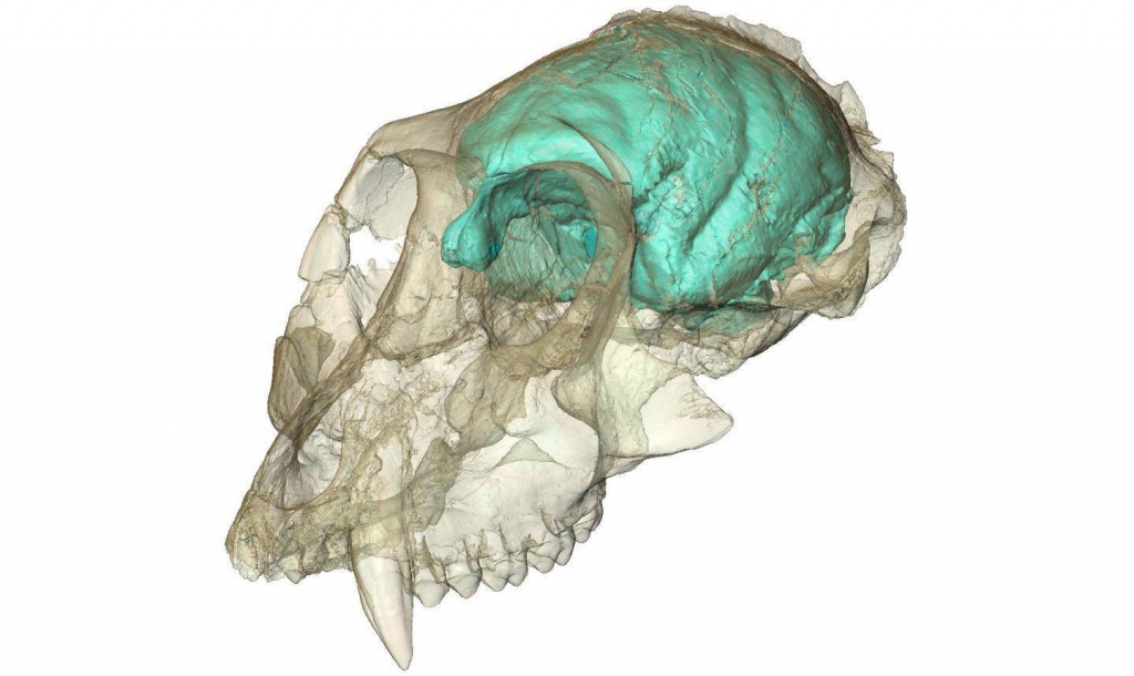 Old World monkey had tiny, complex brain