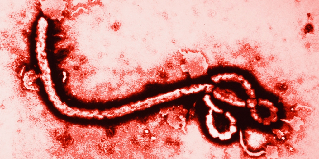 The Ebola virus