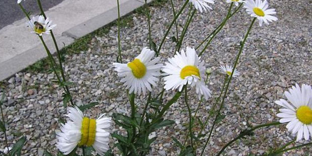 The mutant daises were found near the Fukushima nuclear plant that went into meltdown in 2011 after a tsunami hit Japan