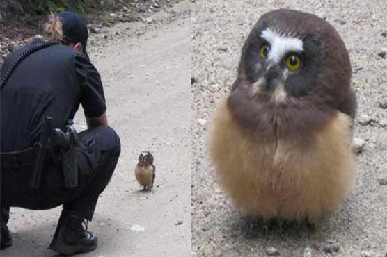 The owl stared wide-eyed at the deputy for a few minutes before turning around and flying away