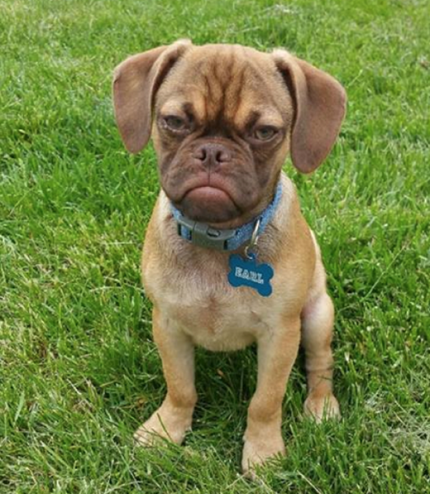 Earl The Grumpy Puppy Looks Like He's Gonna Tell Us To Get Off His Lawn