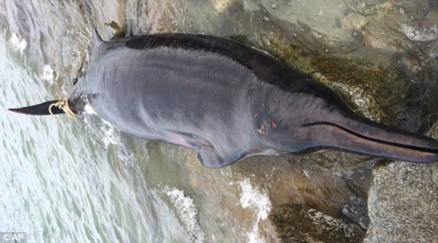 New England Aquarium shows the carcass of the rarely-seen whale