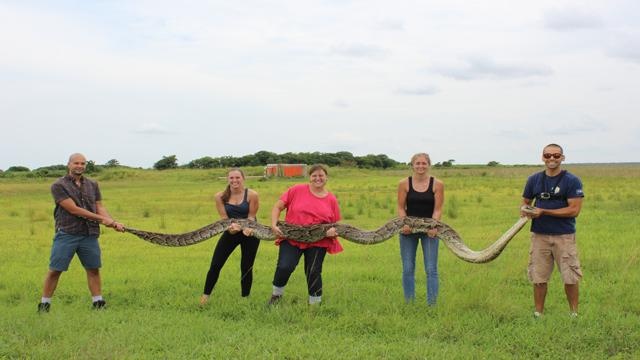 U.S. Geological Survey     
            This giant Burmese python was captured at Everglades National Park on July 9 and later euthanized