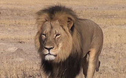 Two face charges over Cecil the lion's death - RTÉ News