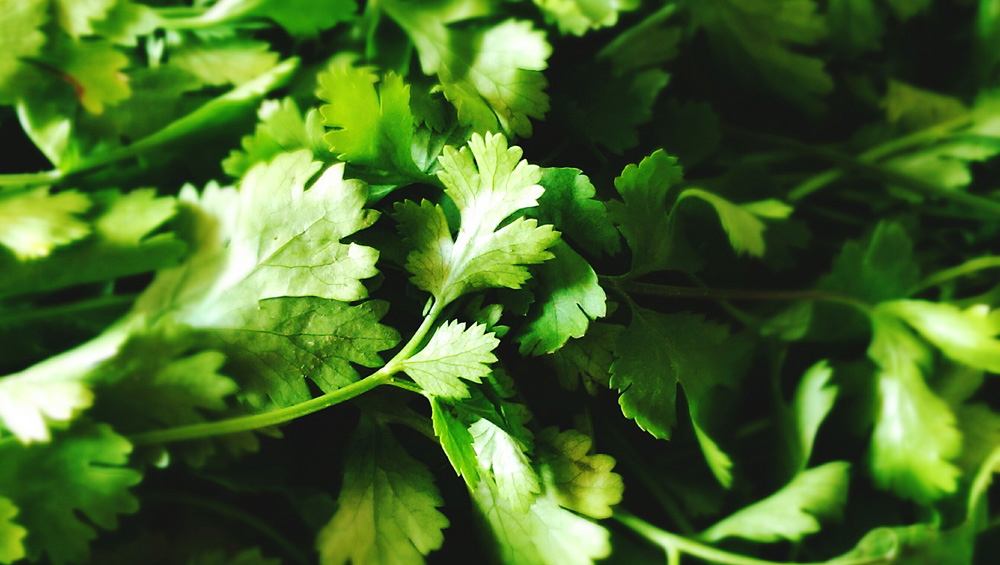 US bans some Mexican cilantro after feces found in fields