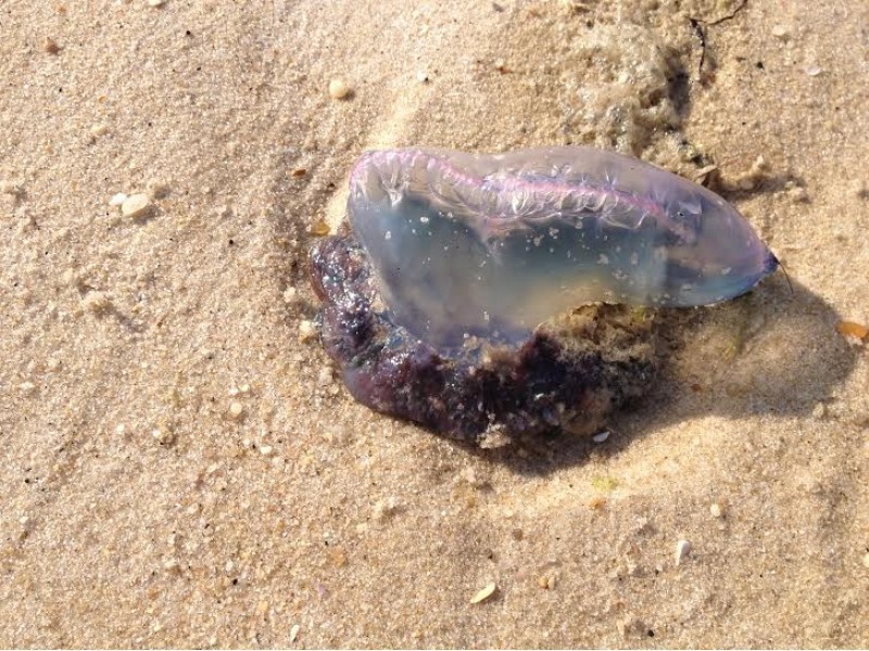 Portuguese Man O&#039 War Found at Jones Beach