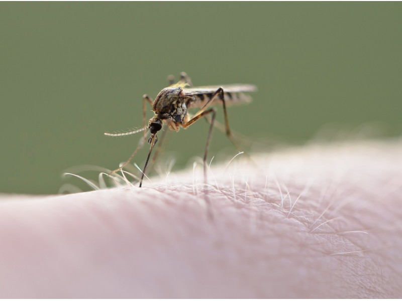 West Nile Virus Positive Mosquito Found in Will County