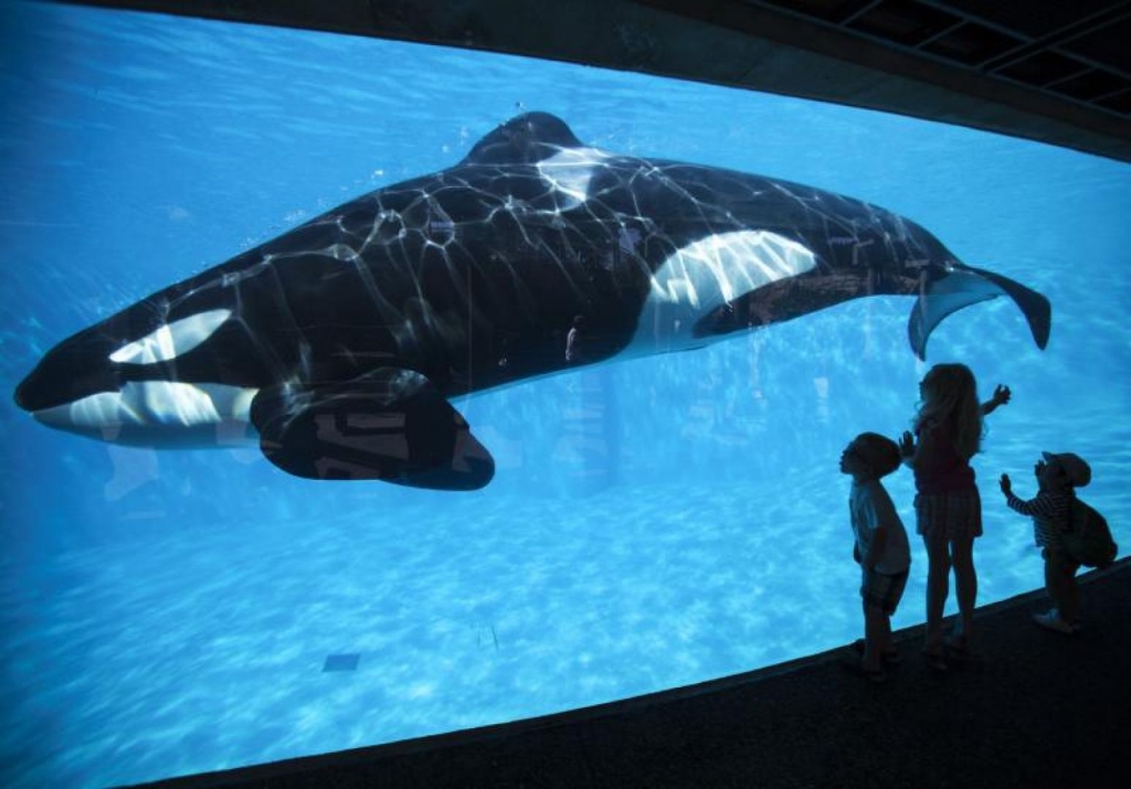 SeaWorld accused of infiltrating animal rights group in California