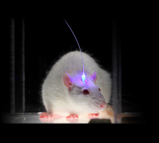 Wireless, implantable device stimulates nerves in mice