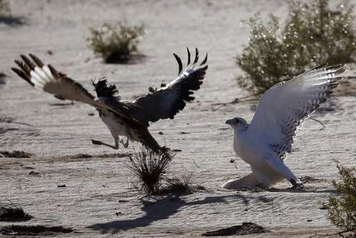 A falcon tries to catch a houbara bustard during a falconry competition in Hameem 150km west of Abu Dhabi