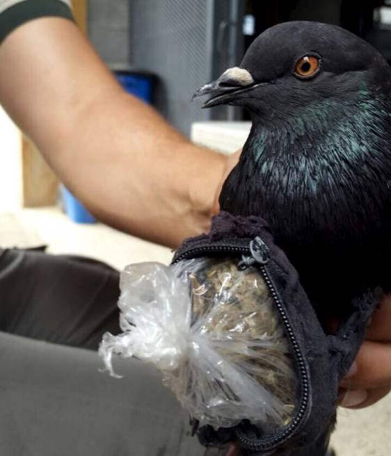 Pigeon caught trying to fly drugs into prison