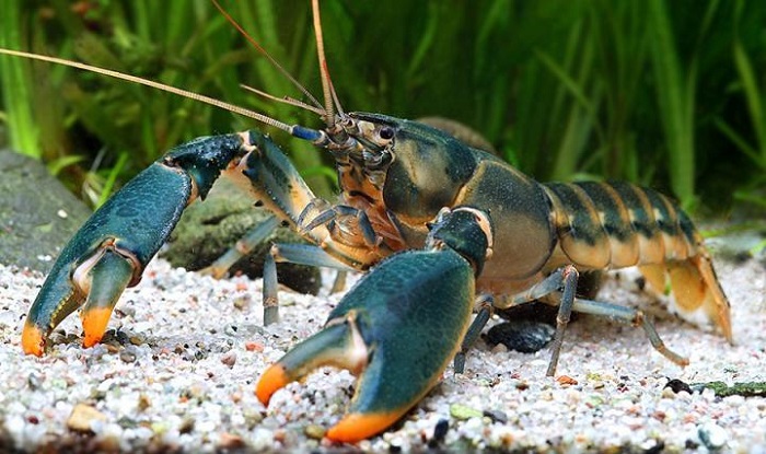 New species of crayfish found